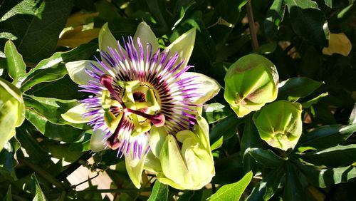 Close-up of purple water lily in garden