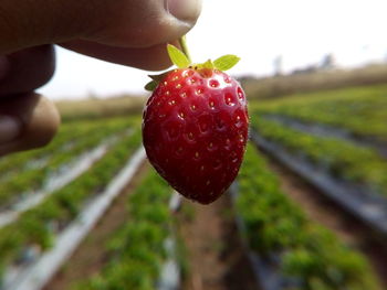 Close-up of hand holding strawberry