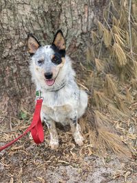 Portrait of dog on field