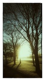 Bare trees on field