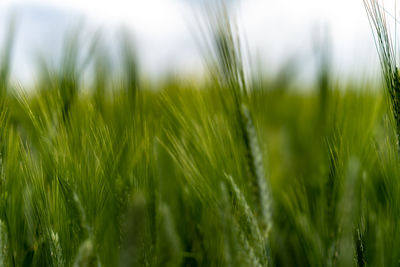 Close-up of wheat growing on field