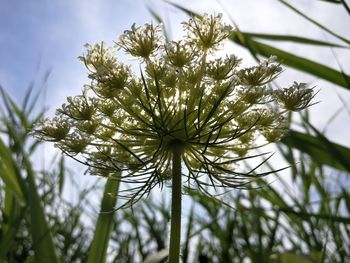 Close-up of white flowering plant