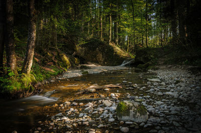 Stream flowing amidst trees in forest