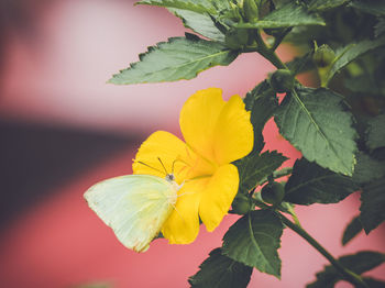 Close-up of yellow flower