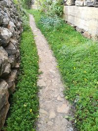 Footpath amidst plants