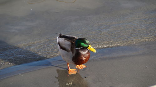 High angle view of mallard duck on the lake