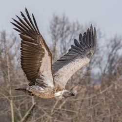 Bird flying against the sky