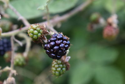 Close-up of blackberries growing on stem