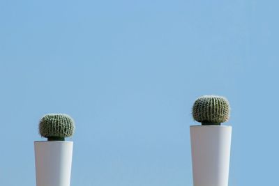 Close-up of potted plant against clear blue sky