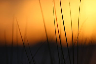 Close-up of silhouette plants against orange sky