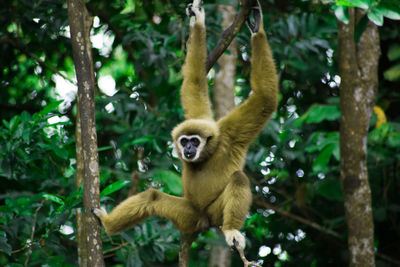 Monkey on tree in forest