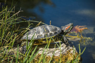 Close-up of turtle in the sea