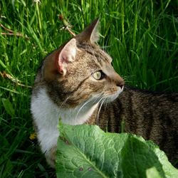 Cat looking away on grassy field