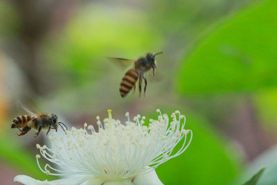 Close-up of bee pollinating on flower
