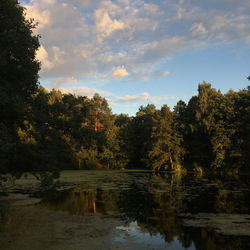 Scenic view of lake in forest against sky