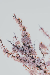 Low angle view of cherry blossom against sky
