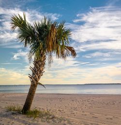 Palm tree on beach against sky