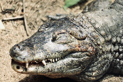 Close-up of crocodile