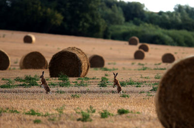 Hay bales in a field