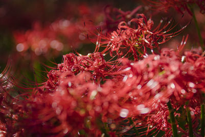 Close-up of red flowering plant