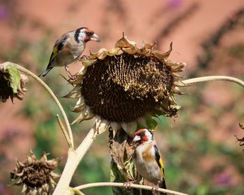 Close-up of birds perching on a plant