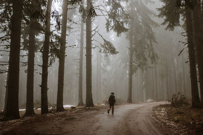 Rear view of man walking on road amidst trees in forest