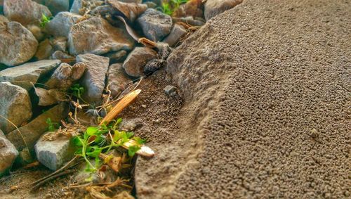 High angle view of lizard on plant