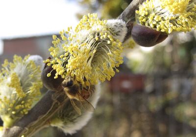 Close-up of bee on yellow flowering plant