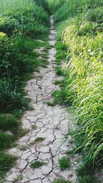 High angle view of footpath on field