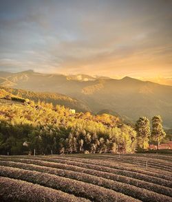 Scenic view of field against sky during sunset