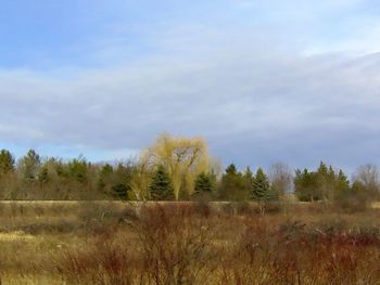 Scenic view of field against sky