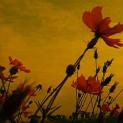 Close-up of red flowering plant against orange sky