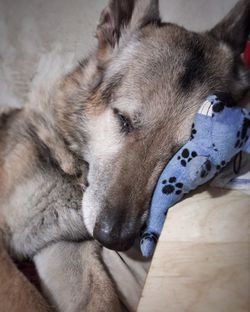 Close-up portrait of dog lying on floor