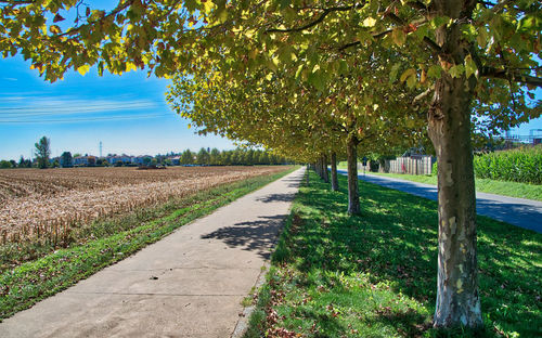 Trees on field against sky