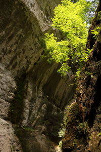 High angle view of rock formation amidst trees in forest