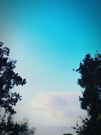 Low angle view of tree against blue sky