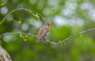 Close-up of bird perching on branch