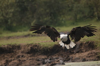 Close-up of eagle flying against blurred background