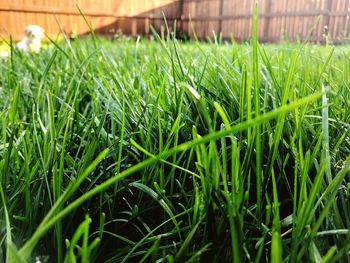 Close-up of grass in field