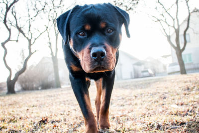 Close-up portrait of dog on field against sky