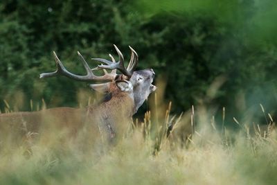 Deer in a field