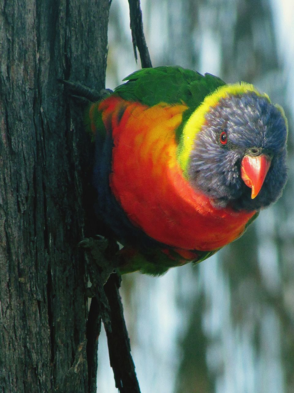 animal themes, one animal, bird, animals in the wild, focus on foreground, wildlife, close-up, red, perching, orange color, parrot, beak, nature, branch, outdoors, day, no people, multi colored, tree, full length