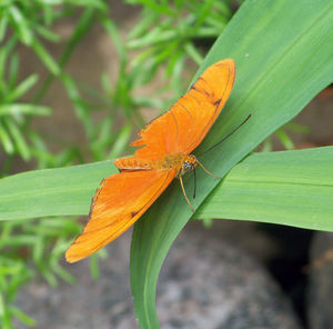 Close-up of butterfly on leaf