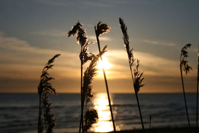 Close-up of silhouette sea grass against sunrise