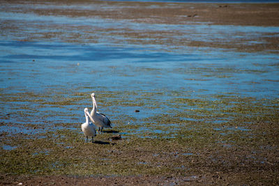 View of seagull on beach