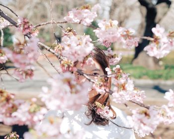 Close-up of cherry blossoms on tree