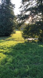 Scenic view of trees growing on field