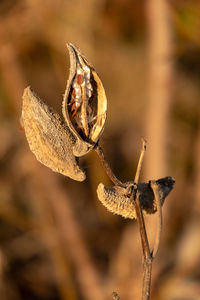 Close-up of dried plant with dry leaves