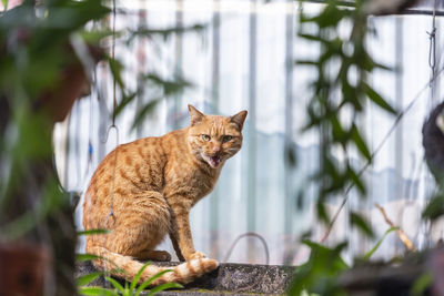 Cat sitting in a plant