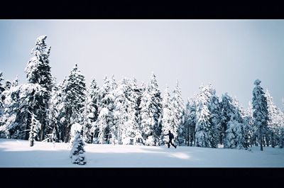 Trees on snow covered landscape